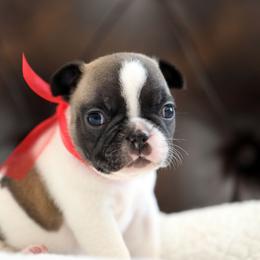 Red Collar - White and fawn male French Bulldog puppy in Wichita, Kansas from Phantasticus French Bulldogs