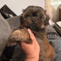 Female 1 Oreo - Brindle female Shorkie puppy in Albemarle, North Carolina from Wilson Kennel