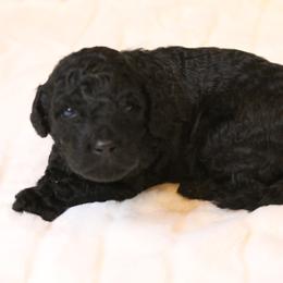 Aussiedoodle Puppies from Aspen River Doodles