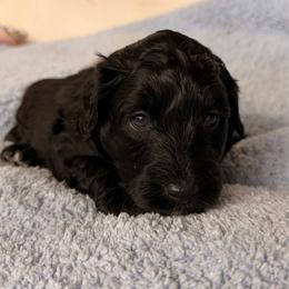 Fester - Black and white male Aussiedoodle puppy in Mulino, Oregon from Korbella Farm