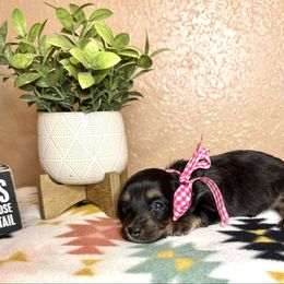 Teal collar - Black and cream female Dachshund puppy in Winter Haven, Florida from Davidson's Dachshunds