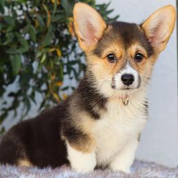 Cupcake - Black and tan female Pembroke Welsh Corgi puppy in Caliente, California from Rafter Cross 7