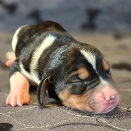Silverwing - Black tan and white female Basset Hound puppy in Valley, Washington from Enchanted Valley Paws
