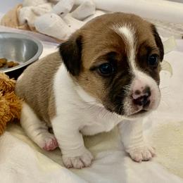 Golden Retriever and Jack Russell Terrier Puppies from Shelby Burleson's Golden Retrievers and Jack Russell Terriers