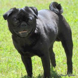 Bear - Black male Pug puppy in Winnsboro, Texas from Southern pugs