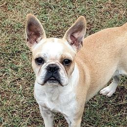 Bambi - Boston Terrier