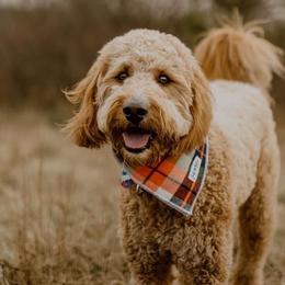 Goldendoodles from Midwest Companions