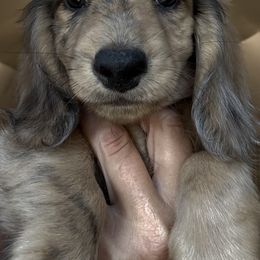 Meg-AKC - Brindle female Dachshund puppy in Bakersfield, Missouri from Hocomo Hollow Doxies