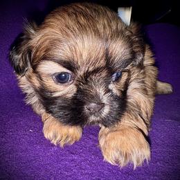 Georgie - Red male Shih Tzu puppy in North Central Oregon, Oregon from T-Amore Shih Tzu