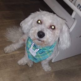Cruise - Maltipoo
