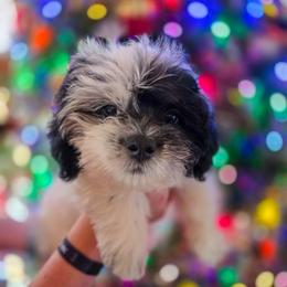 Phantom of the Opera - Blue Collar - Black and white male Shichon puppy in Troy, Ohio from Oodles of Doodles