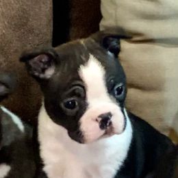 Pepper Black and white girl - Black and white female Boston Terrier puppy in Brown City, Michigan from Mae Boston Terriers