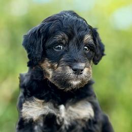 Logan - Black male Goldendoodle puppy in Highland, Utah from Angel Pups Deluxe