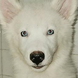 Yakutian Laika puppies from Trailblazer Yakutian Laikas