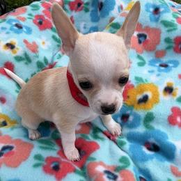 Pinto - Cream and white male Chihuahua puppy in Amity, Pennsylvania from Rhoda and Verna