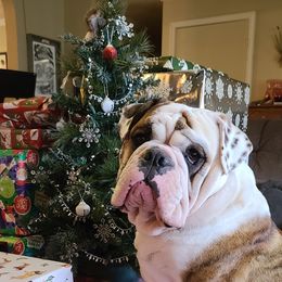 Bulldog Puppies from Pappy's Bullies