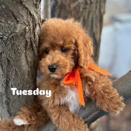 Bernedoodle, Cavalier King Charles Spaniel, Cavapoo, Goldendoodle, and Poodle Puppies from Gypsi Doodles & Poodles LLC.