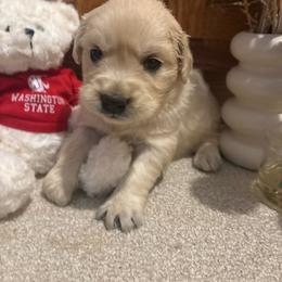 Asa - Light golden female Golden Retriever puppy in Grant County, Indiana from On The Sunny Side Pavey Farms