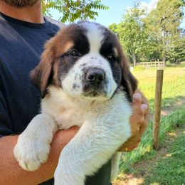 Cocoa - Brown and white female Saint Bernard puppy in Kinsman, Ohio from Coleman Saint Bernards of Ohio