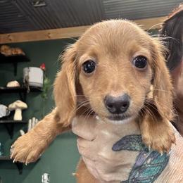 Dixie - Red female Dachshund puppy in Cabool, Missouri from Dachshund's of Country Magic Farms in Missouri