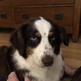 Willow - Australian Shepherd