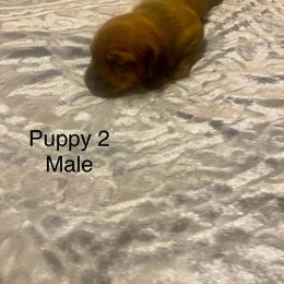 Dachshund Puppies from Bosley's Dachshunds