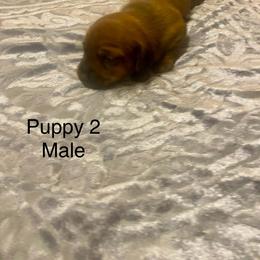 Dachshund Puppies from Bosley's Dachshunds