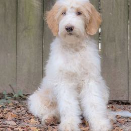 Misty - Parti female Goldendoodle puppy in Centreville, Mississippi from Trin's Designer Doodles