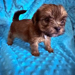 Girl 1 - Black gold and white female Shorkie puppy in Florida from Shih tzus and Shorkies Galore