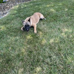 Belgian Malinois Puppies from Red Rocket Malinois