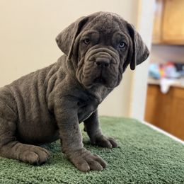 Cane Corso Puppies from Syed Cane Corso