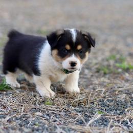 Boy 3 - Black and tan male Pembroke Welsh Corgi puppy in Ocala, Florida from Dolan Farms Corgis