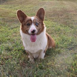 Ares - American Corgi