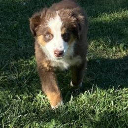 Australian Shepherd and Miniature American Shepherd Puppies from Tanya Strickland