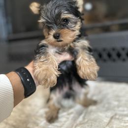 Binx - Black and gold male Yorkshire Terrier puppy in Rockdale, Texas from Susie Pounders