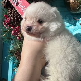 Arthur - White male Pomeranian puppy in Springfield, Missouri from Hope Mountain Pomeranians