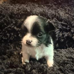 Bob - Black and white male Chihuahua puppy in Seneca, Missouri from Stephanie’s Puppy Colony