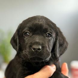 Puppy 1 - Black male Labrador Retriever puppy in Buffalo, New York from Dublin Rise