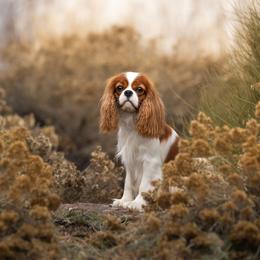 Sam - Cavalier King Charles Spaniel
