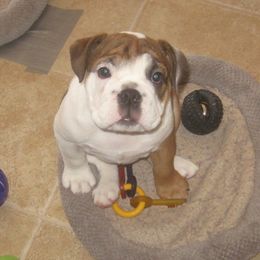 Bulldogs from Velvet's Bulldogs