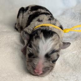 Girl 4 - female Australian Shepherd puppy in Coulee City, Washington from Mr and Mrs Doodle Farm