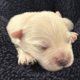 Snowflake - White male West Highland White Terrier puppy in Roper, North Carolina from SoundHaven Westies