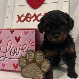Phantom - Phantom male Poodle puppy in Fairburn, Georgia from The Real Dog Breeders of Atlanta (peachy poodles)