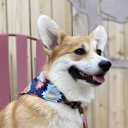 Ella - Pembroke Welsh Corgi