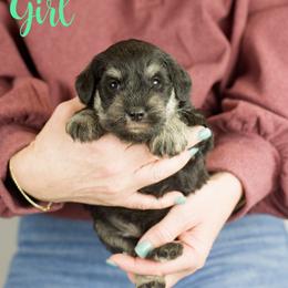 Aqua Girl - Black and silver female Miniature Schnauzer puppy in Commerce, Georgia from Peach State Miniature Schnauzers