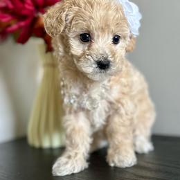 Brulee - Cream female Poodle puppy in Kentucky from Deerly Poodles
