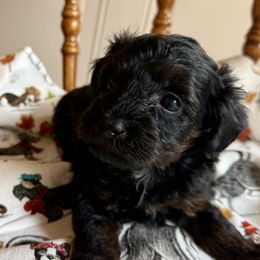 Ziggy - Black male Yorkipoo puppy in Walla Walla, Washington from Linda Sherman