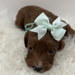 Teal Girl - Cream female Goldendoodle puppy in Waskom, Texas from Pearls & Curls doodles & poodles