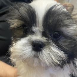 Shih Tzu Puppies from Willow Lane Shih Tzus