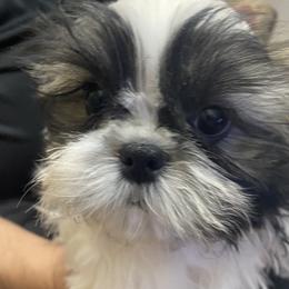 Shih Tzu Puppies from Willow Lane Shih Tzus